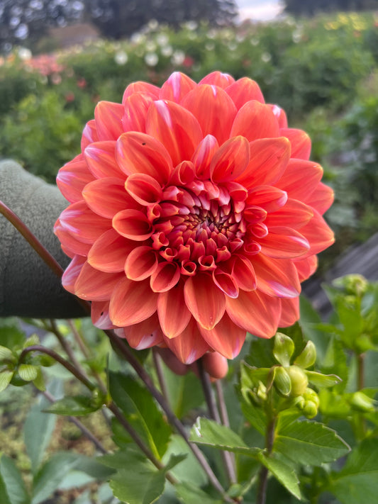 Apple Blossom Double - Dahlia Tuber