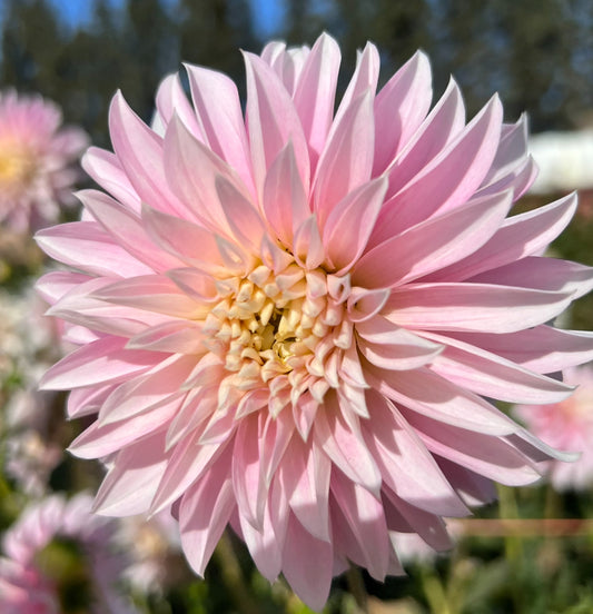 Alloway Candy -Dahlia tuber