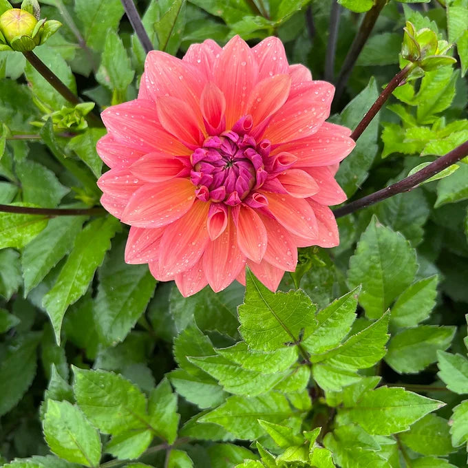 American Dawn - Dahlia tuber