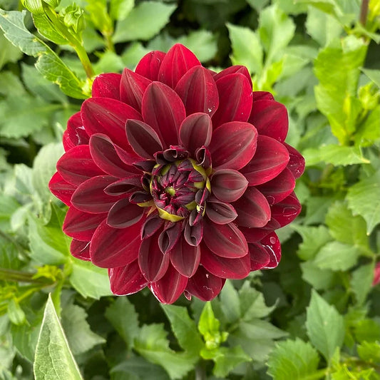 Arabian Night - Dahlia Tuber