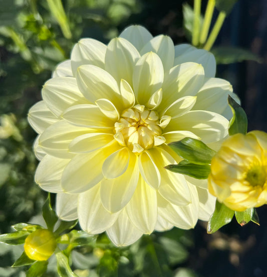 Mission Canary - Dahlia Tuber