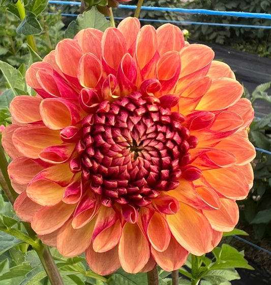 CT Bounty - Dahlia Tuber