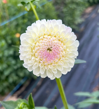 Hollyhill Miss White - Dahlia Tuber