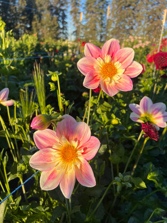 Ferncliff Dolly - Dahlia Tuber