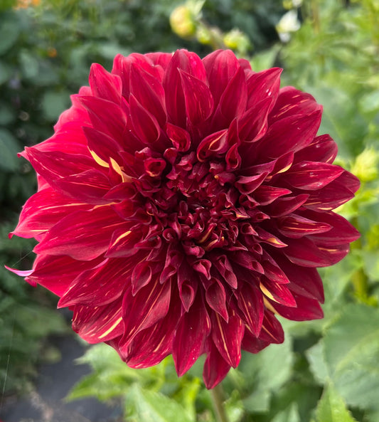 Bohemian Spartacus - Dahlia Tuber