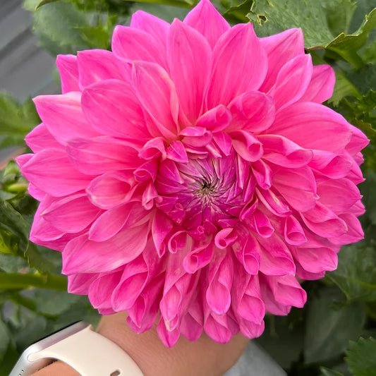 Bargaly Blush - Dahlia Tuber