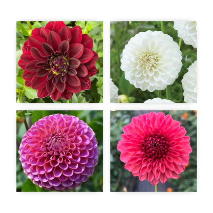 First Timers Dahlia Tuber Starter Pack