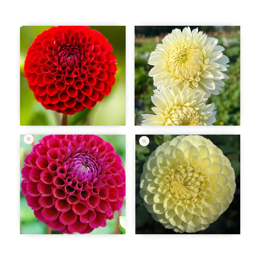 First Timers Dahlia Tuber Starter Pack