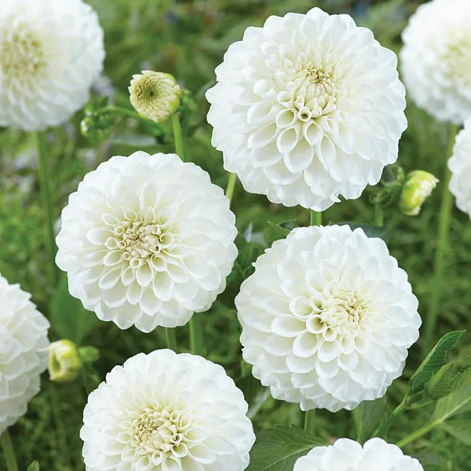 Boom Boom White - Dahlia Tuber