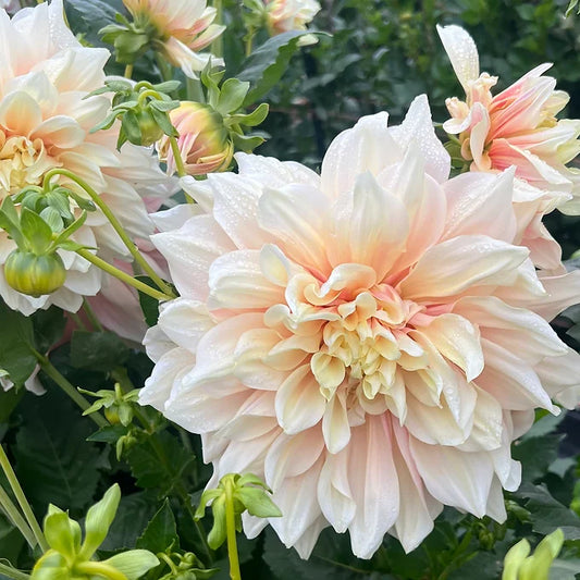 Breakout - Dahlia Tuber