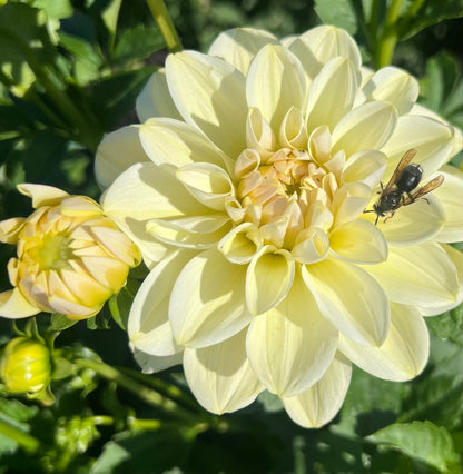 Caramel Antique - Dahlia Tuber