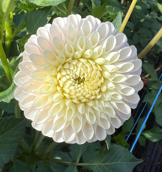 Camano Zoe - Dahlia Tuber