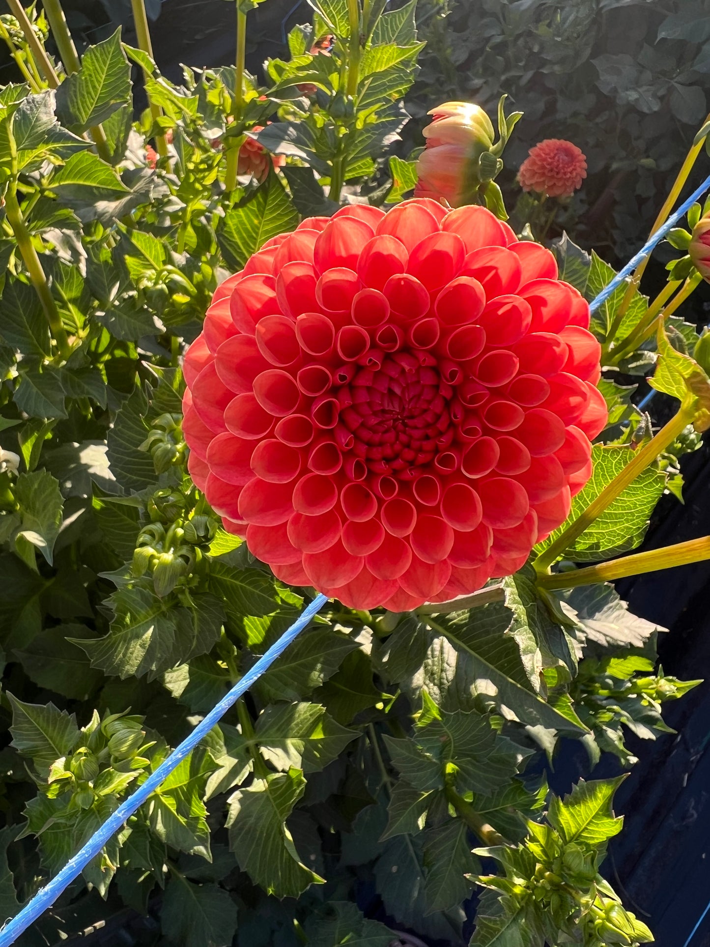 Valley Rust Bucket - Dahlia Tuber