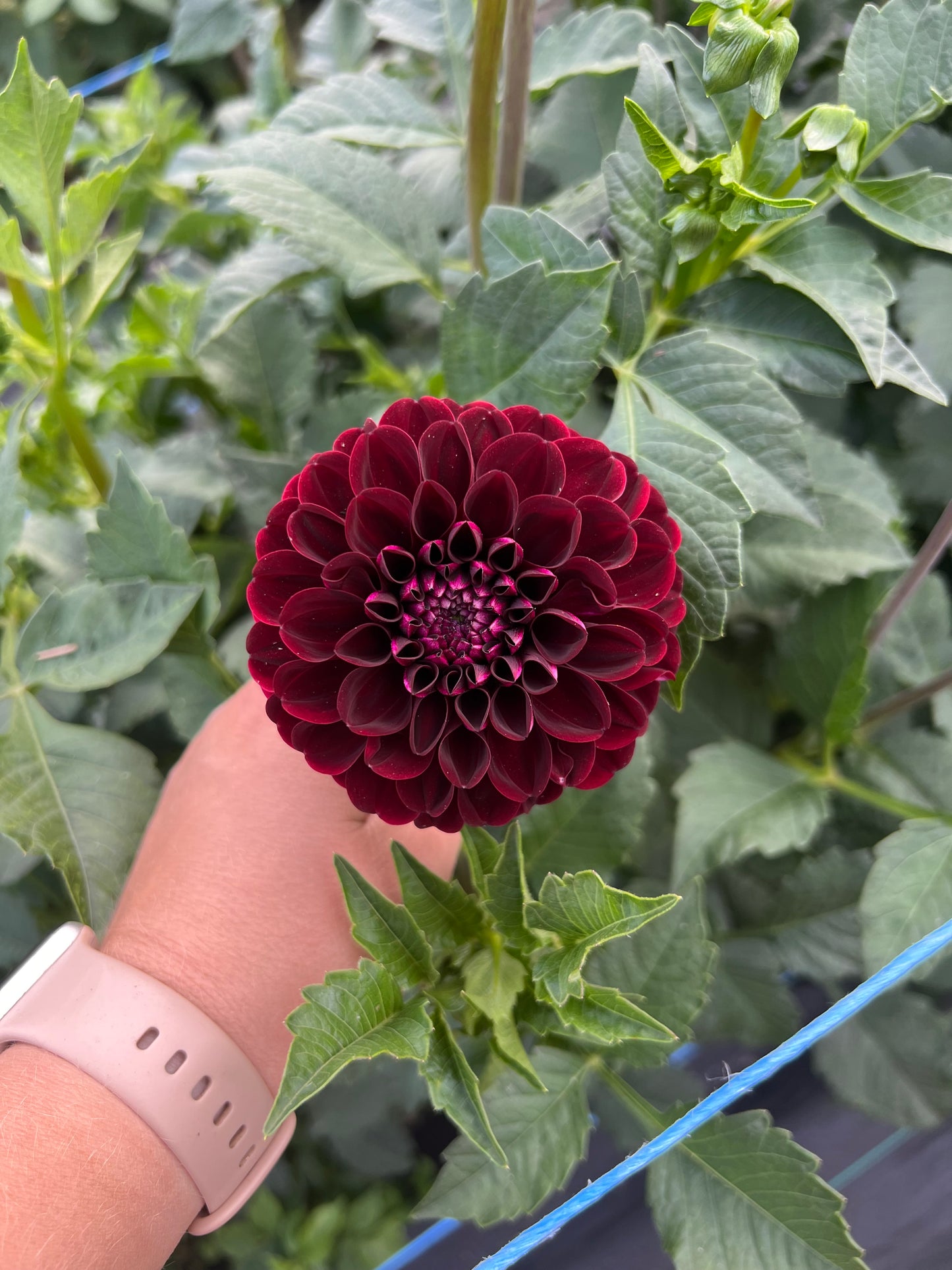 Dark Spirit - Dahlia Tuber