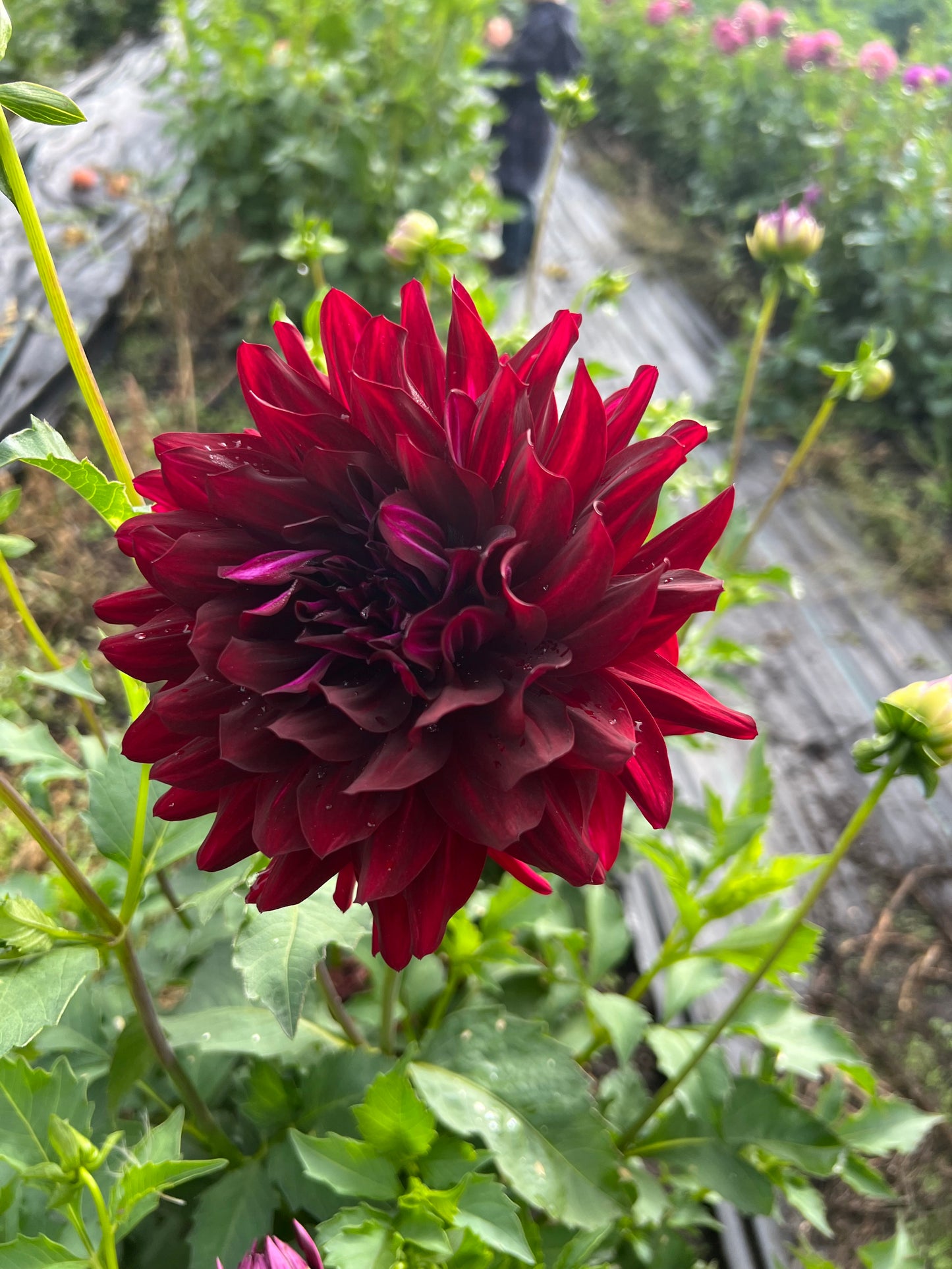 Hollyhill Black Beauty - Dahlia Tuber