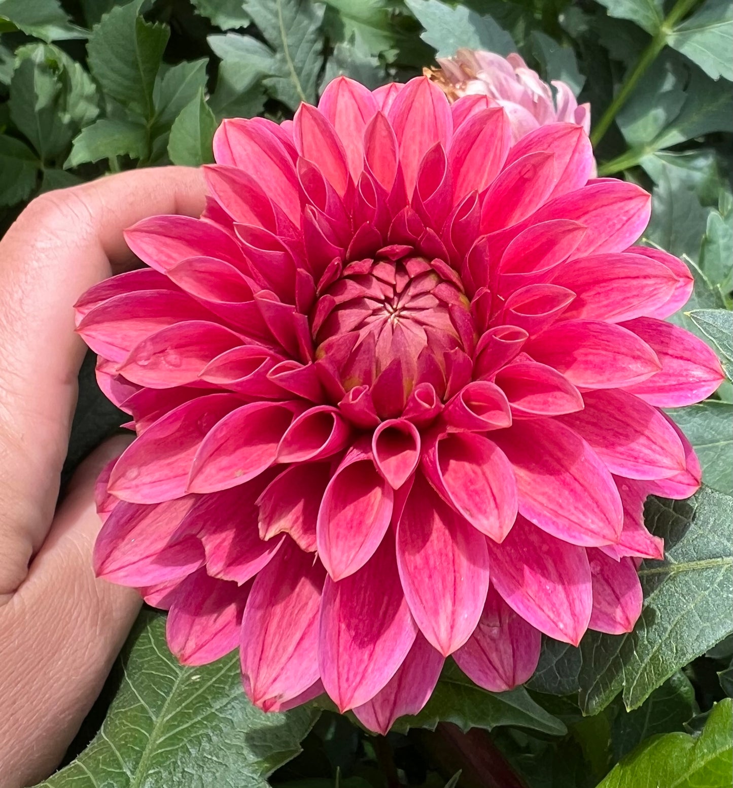 KA Rosie Jo - Dahlia Tuber