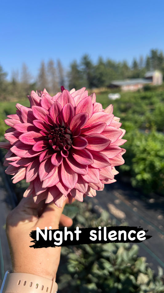 Night Silence - Dahlia Tuber