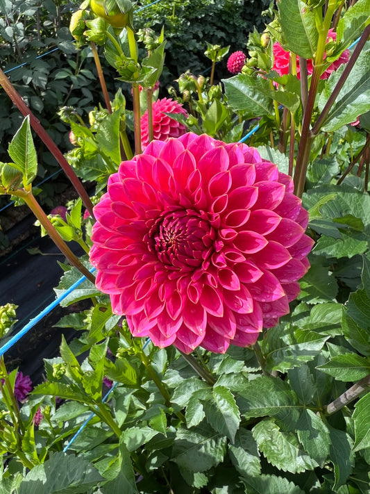 Polventon Kristobel - Dahlia Tuber