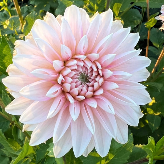 Budapest Blush - Dahlia Tuber