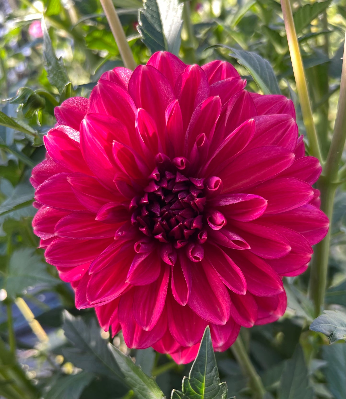 Perch Hill - Dahlia Tuber