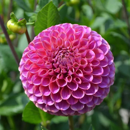 Caitlin’s Joy - Dahlia Tuber