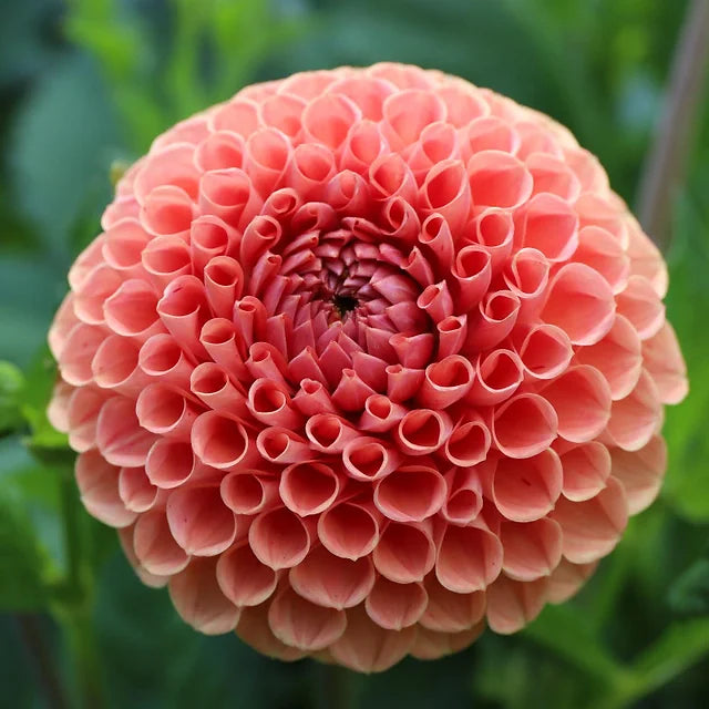 Cornel Bronze - Dahlia Tuber
