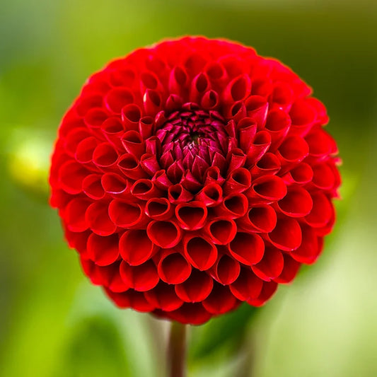 Cornel - Dahlia Tuber