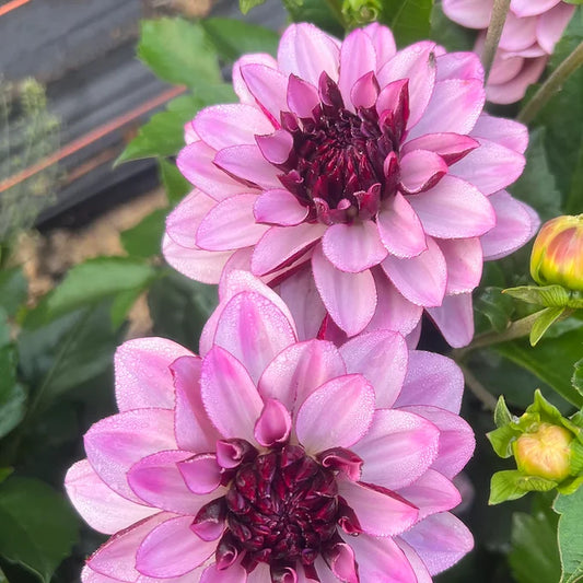 Crème de cassis - Dahlia Tuber