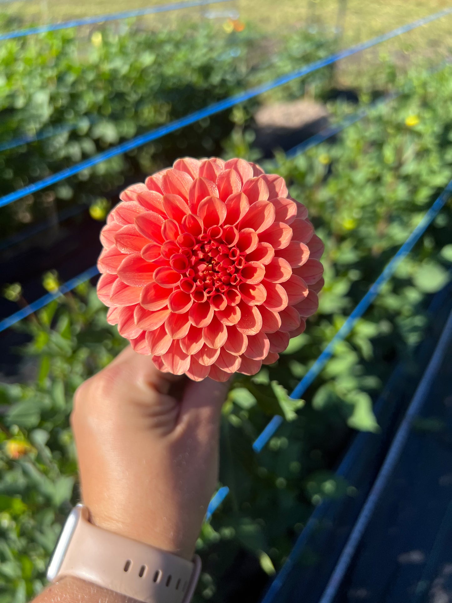 Rose Toscano - Dahlia Tuber