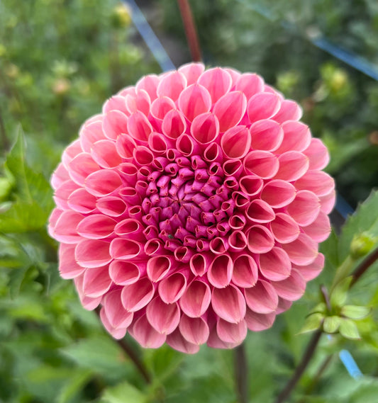 Braken Rose (USA) - Dahlia Tuber