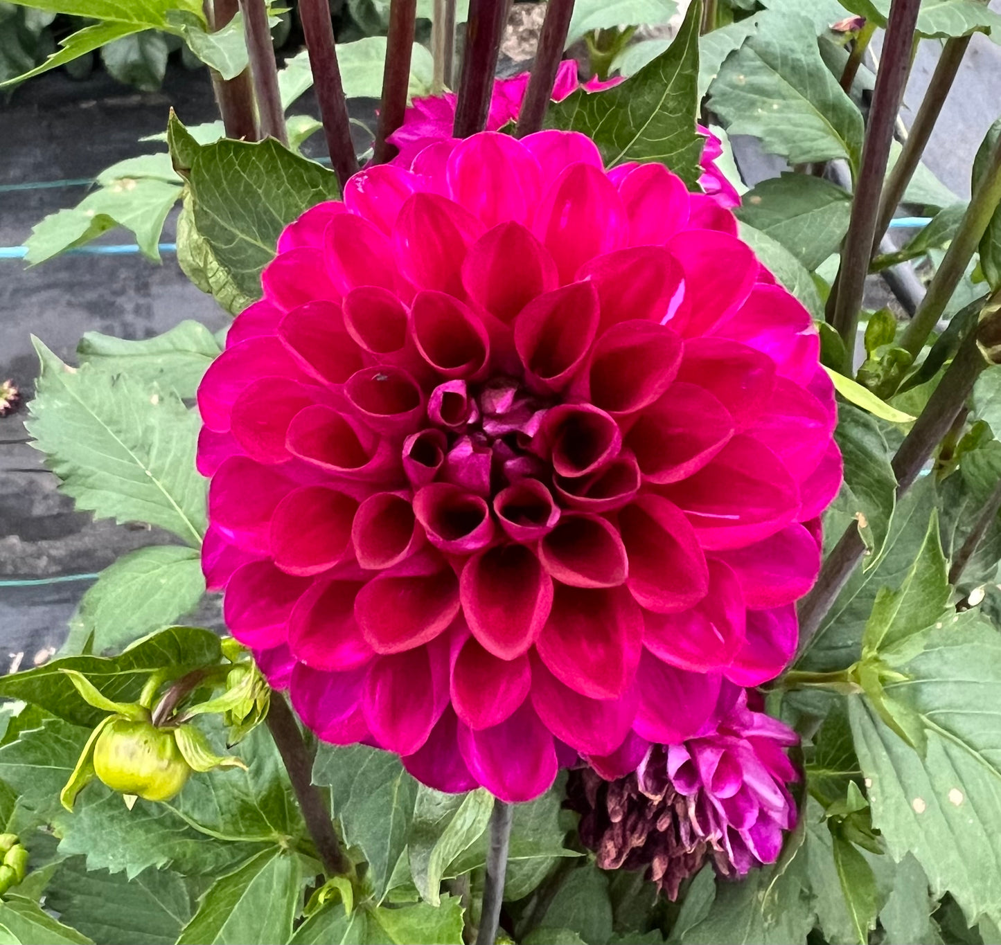 Chi Black Velvet - Dahlia Tuber