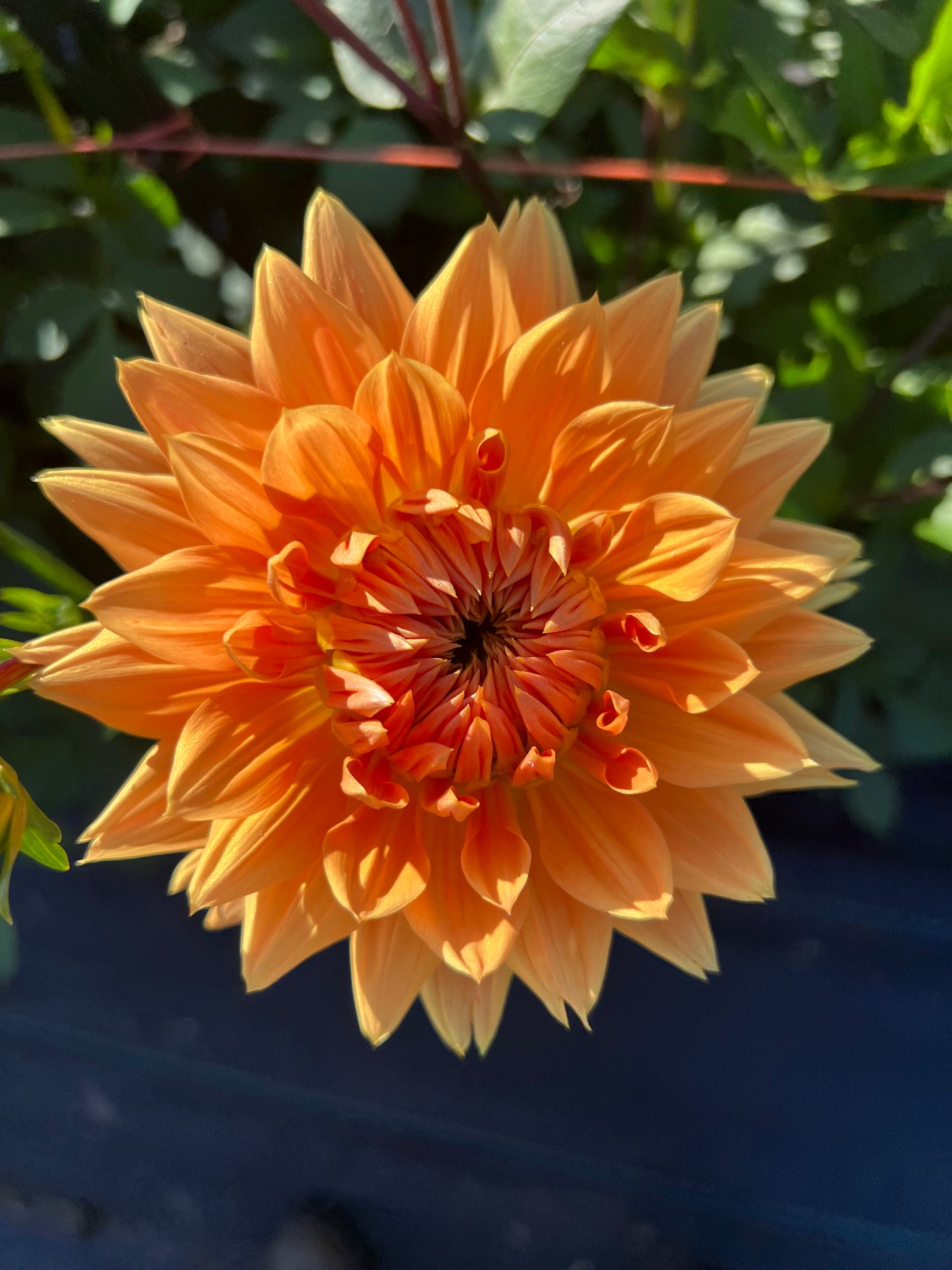 Prince of Orange - Dahlia Tuber