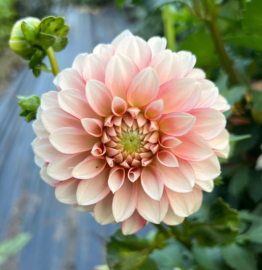 KA Mocha Jo - Dahlia Tuber