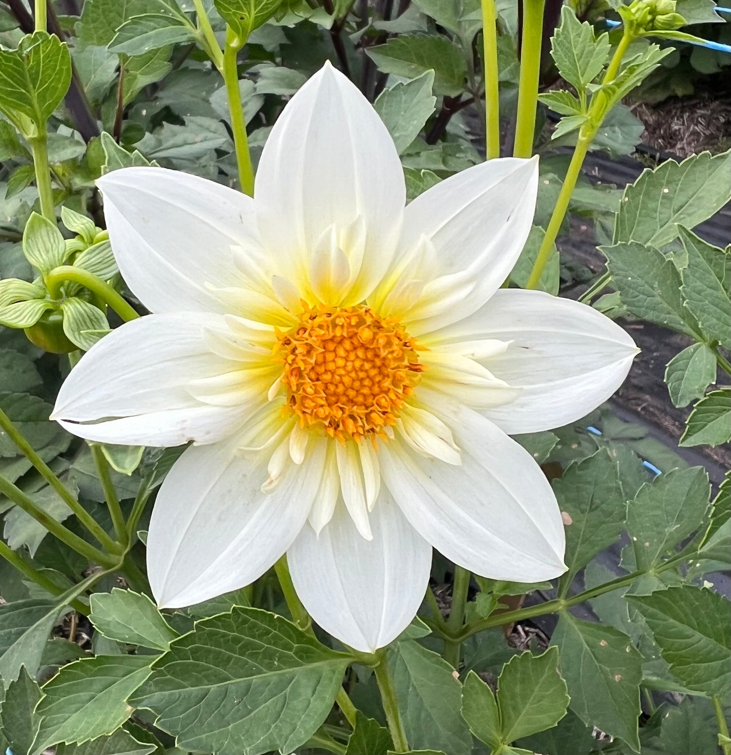 Alpen Churb - Dahlia Tuber