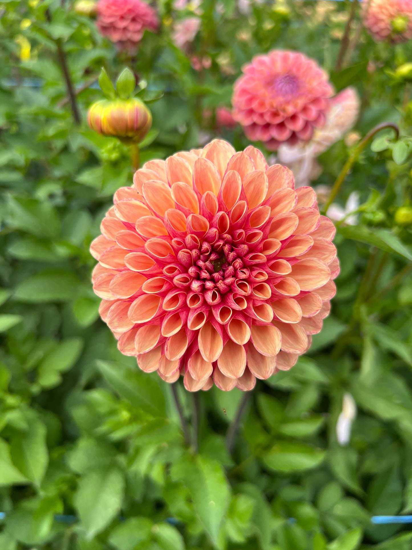 CT Gale - Dahlia Tuber