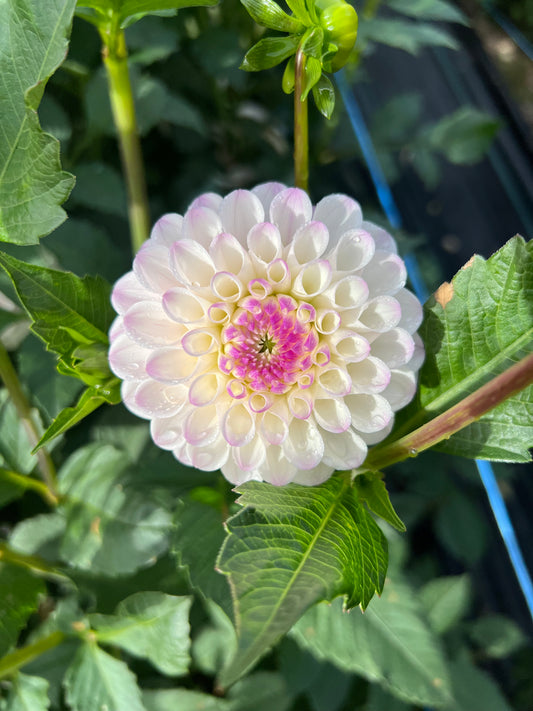 Lyns' Louise - Dahlia Tuber