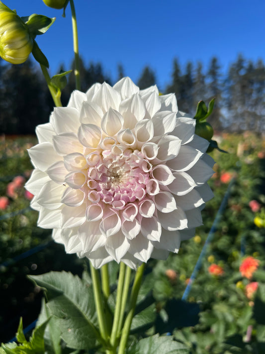 KA Bella Luna - Rooted Cutting