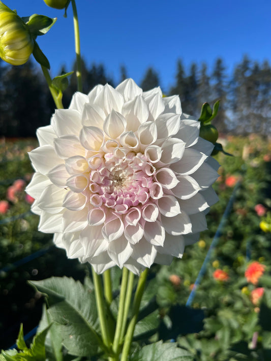 KA Bella Luna - Dahlia Tuber