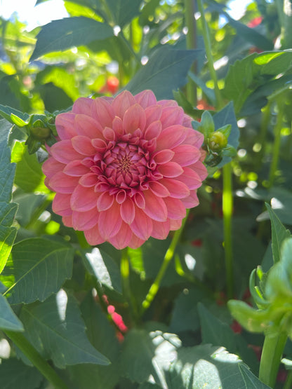 KA Boho Peach - Rooted Cutting