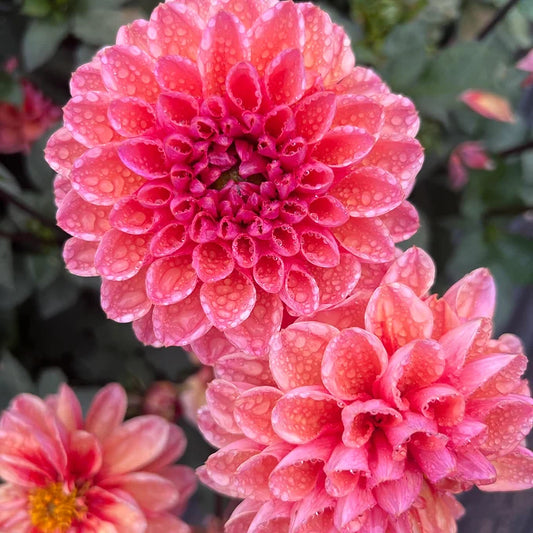 Daisy Duke - Dahlia Tuber