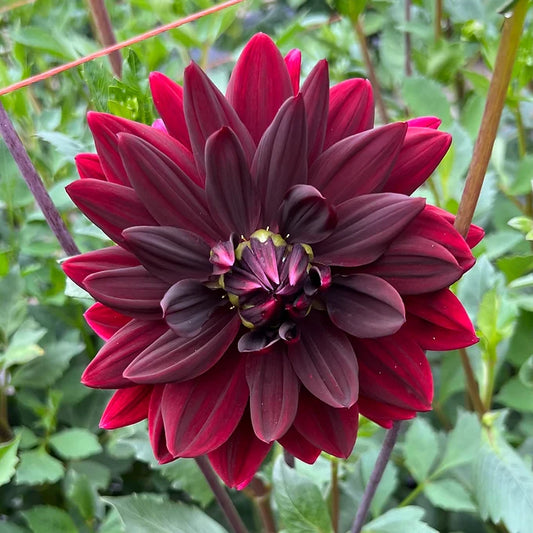 Dark Destiny - Dahlia Tuber