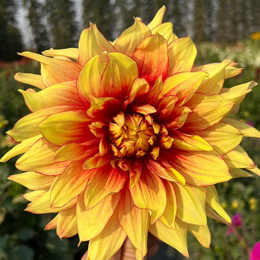 Dazzling Sun - Dahlia Tuber