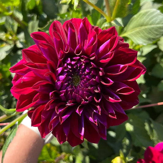 Diva - Dahlia Tuber