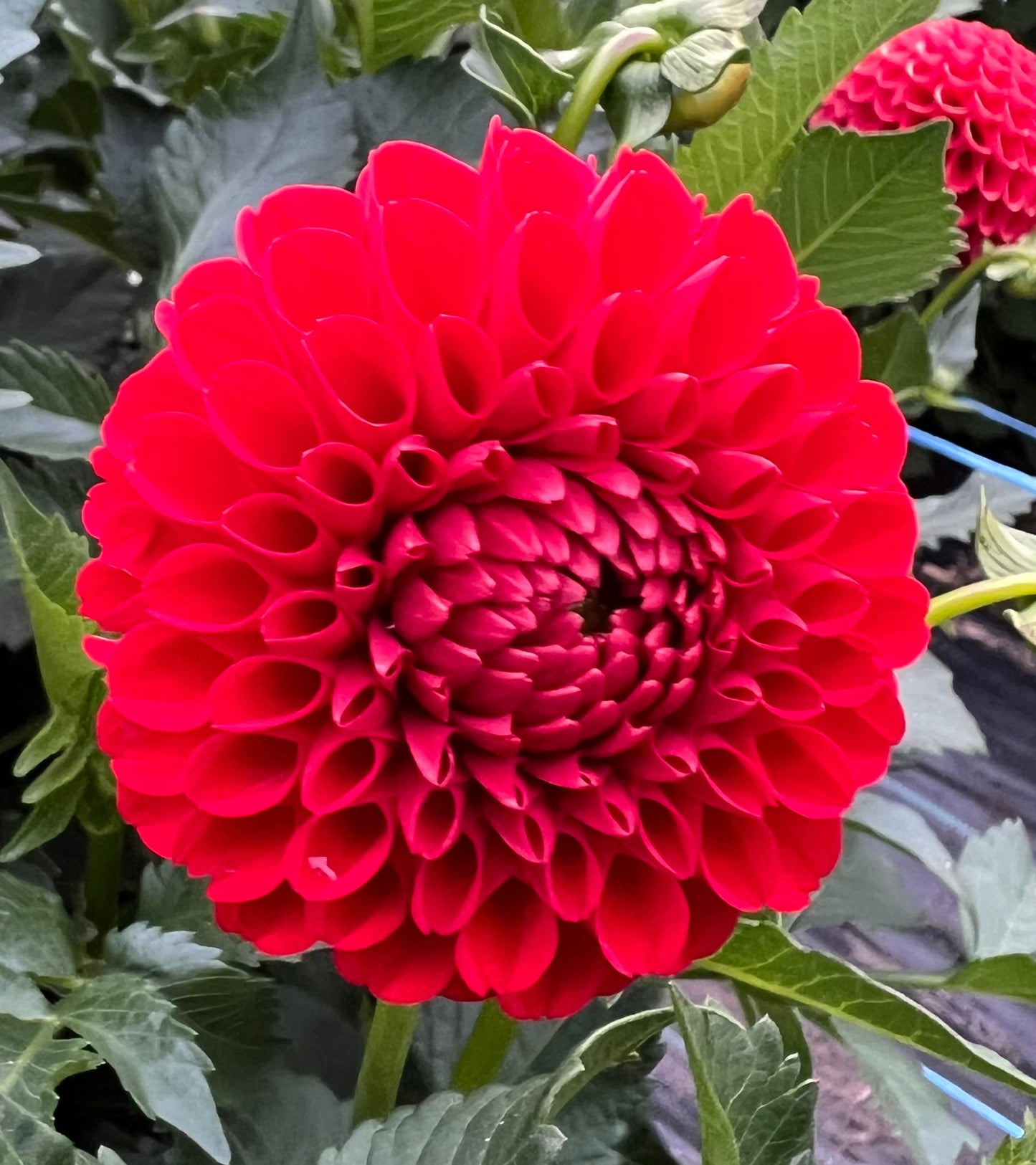 Chi Nese Red - Dahlia Tuber