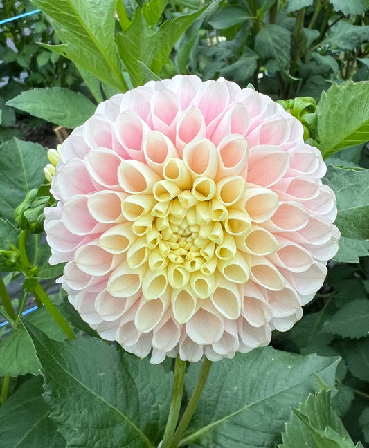 Hollyhill Pollyanna - Dahlia Tuber