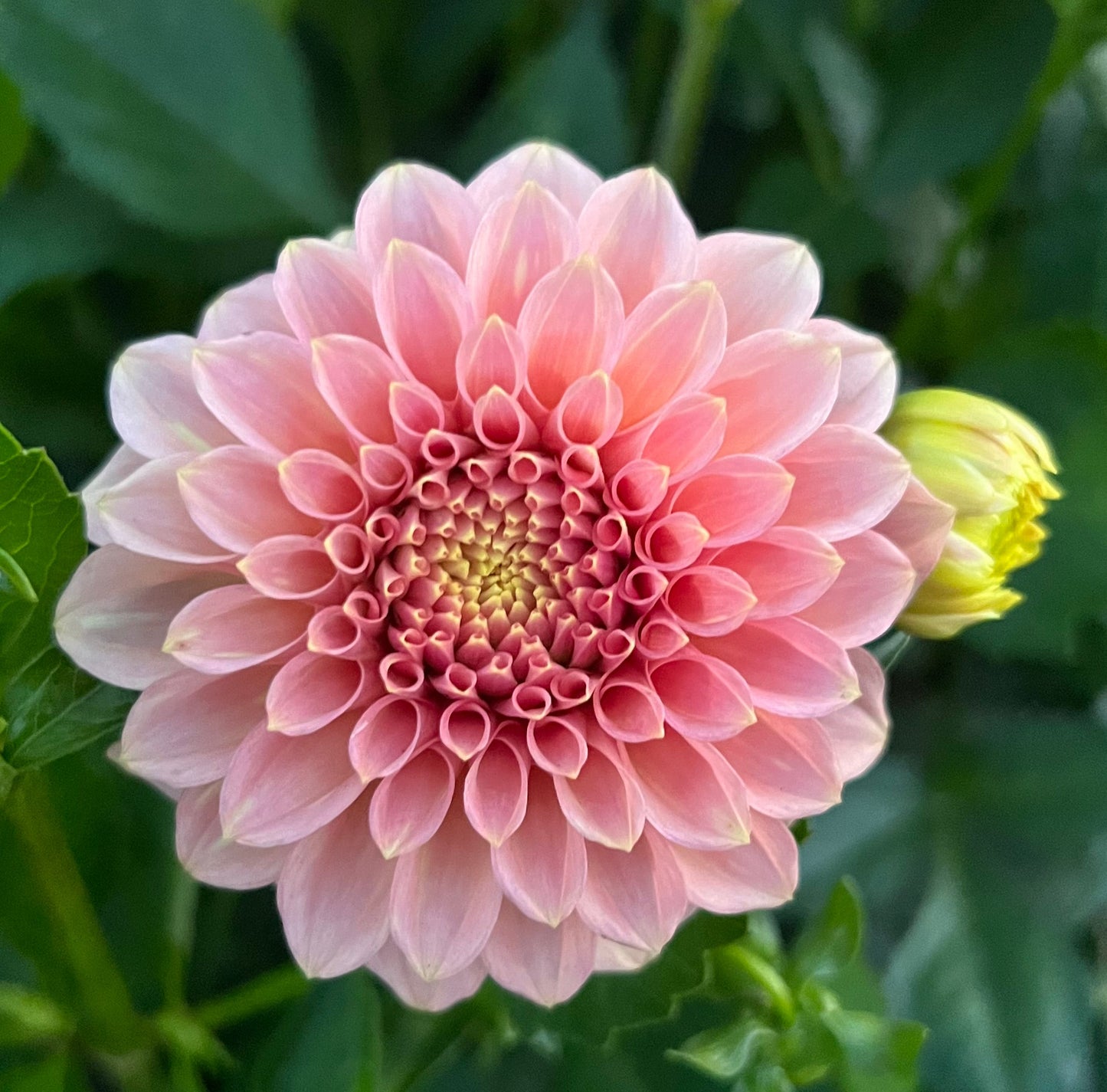 Rock Run Ashley - Dahlia Tuber