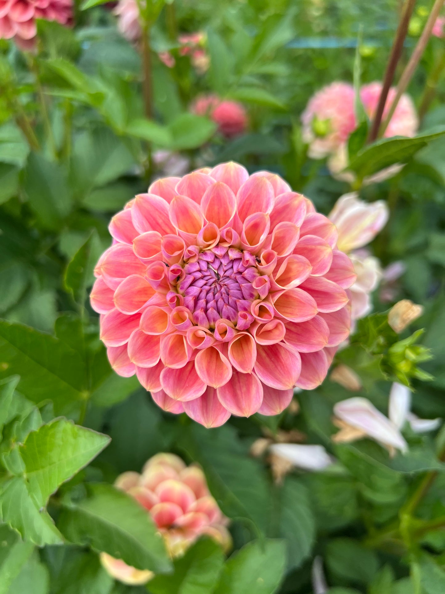 CT Babycakes - Dahlia Tuber