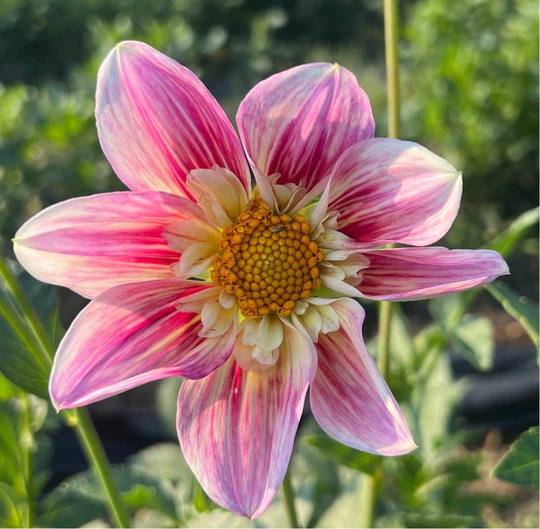 Ferncliff Dolly - Dahlia Tuber