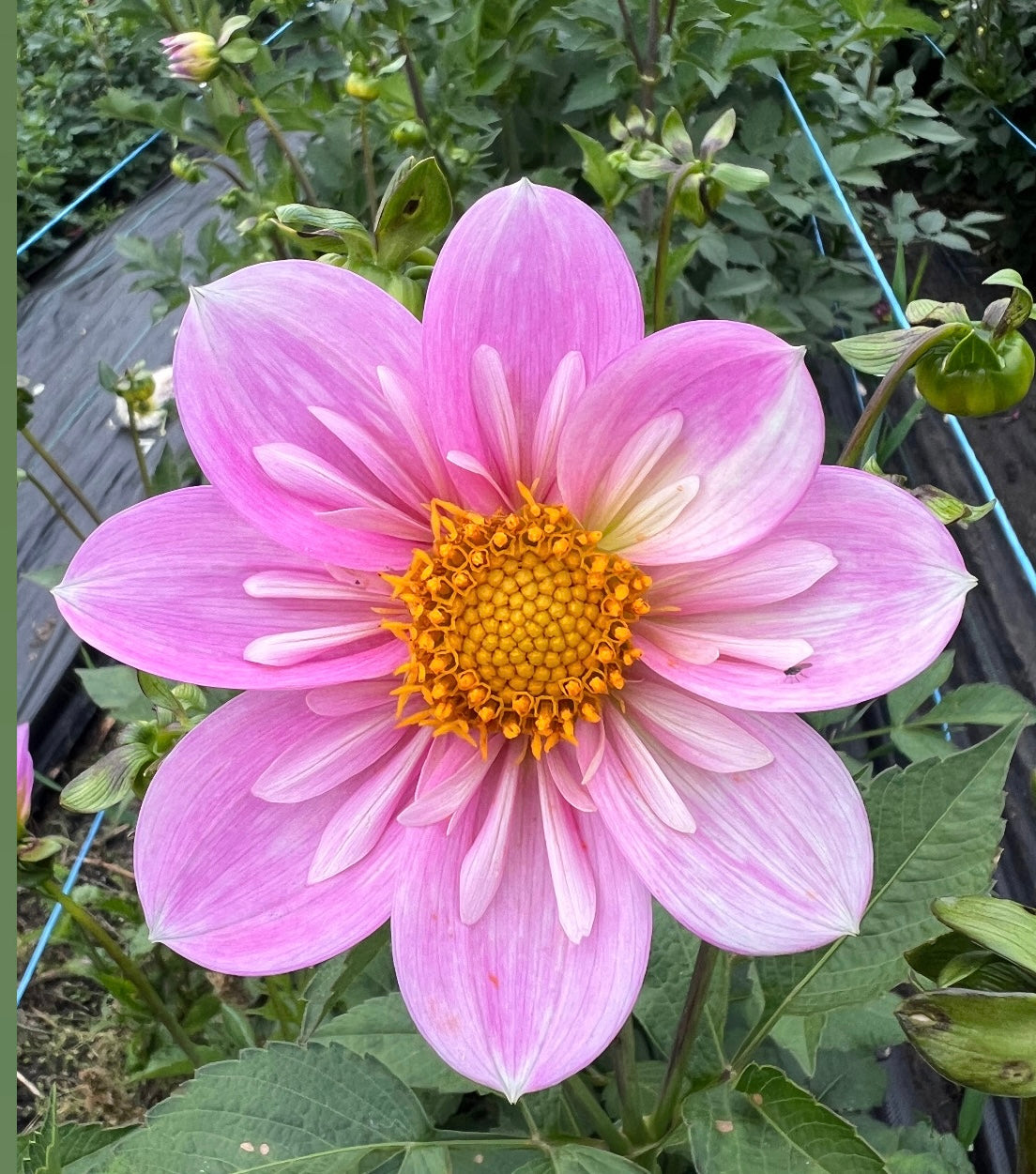 Bloomquist Kellyann F - Dahlia Tuber