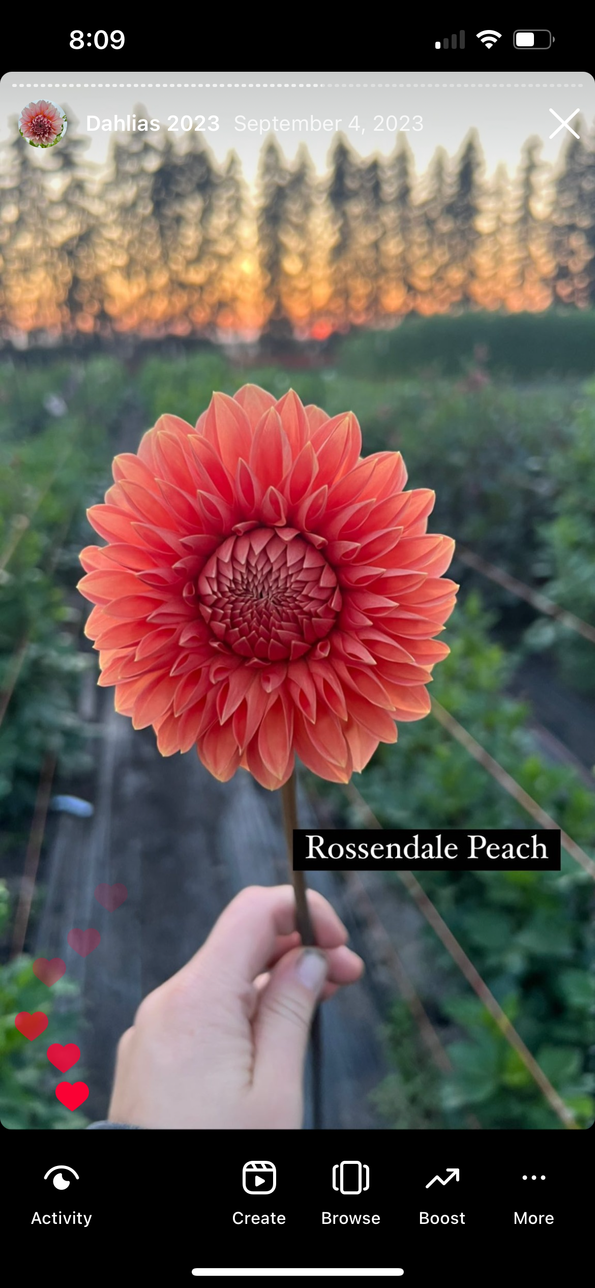 Rossendale Peach - Dahlia Tuber